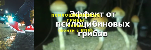 прущие грибы Вязники